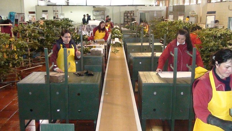 poscosecha puestos y estaciones de trabajo pos cosechas beneficiar cosecha selección clasificación de cosechas mesas para clasificar y seleccionar cosechas bandas transportadoras empacadoras 00 poscosecha puestos y estaciones de trabajo pos cosechas beneficiar cosecha selección clasificación de cosechas mesas para clasificar y seleccionar cosechas bandas transportadoras empacadoras 00